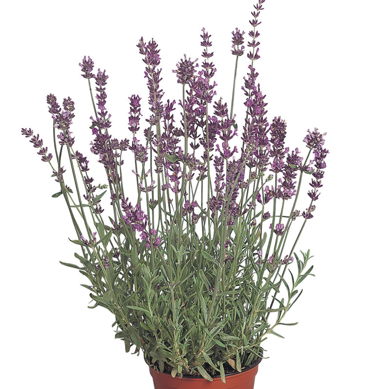 Lavandula Angustifolia Munstead Variety